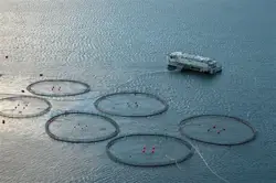 Fish Farming